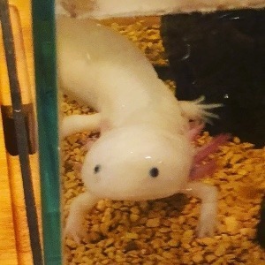 Moko