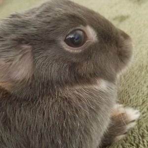 こてつ