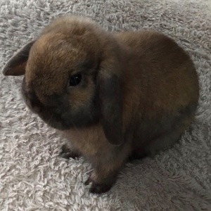 ごん太