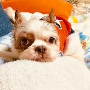 うずら