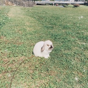 こここ